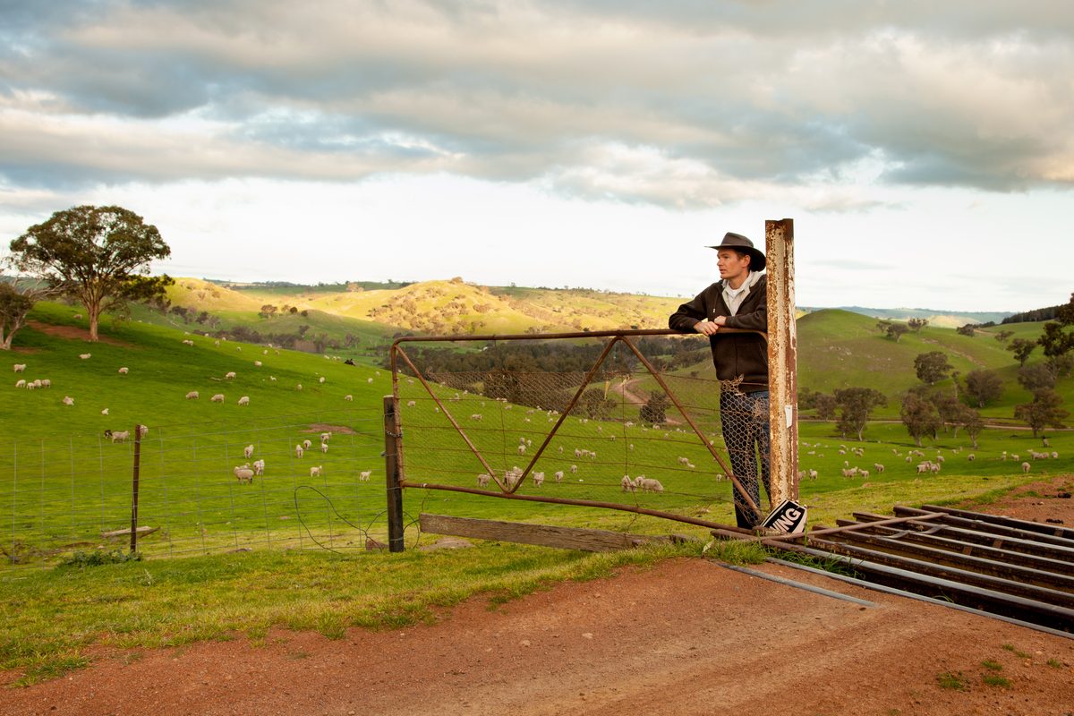 Landholder at a farm gate above grazing sheep